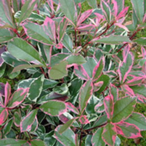 Photinia fraseri Plant - Pink Marble