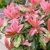 Photinia Plant - Pink Crispy
