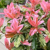 Photinia Plant - Pink Crispy
