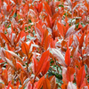Photinia Plant - Red Robin