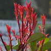 Photinia Plant - x Fraseri Red Robin
