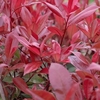 Photinia Red Robin
