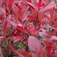 Photinia Red Robin