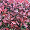 Photinia Red Robin (Red Laurel) Plant - 2L Value Hedging Range