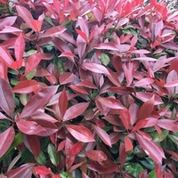 Photinia Red Robin (Red Laurel) Plant - 2L Value Hedging Range