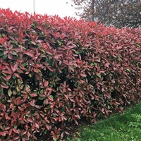 Photinia Red Robin (Red Laurel) Plant - 2L Value Hedging Range