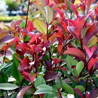 Photinia x fraseri Red Robin Plant
