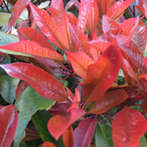 Photinia x fraseri Red Robin Potted Plants - 100cm+ x 10