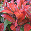 Photinia x fraseri Red Robin Potted Plants -