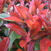 Photinia x fraseri Red Robin Potted Plants - 60cm+ x 10