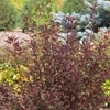Phycocarpus Opulifolius Plant - Summer Wine