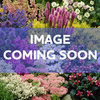 Phyllostachis aureum Potted Plants - 120cm+ x 10