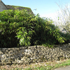 Phyllostachis bissetii Potted Plants - 120cm+ x 10