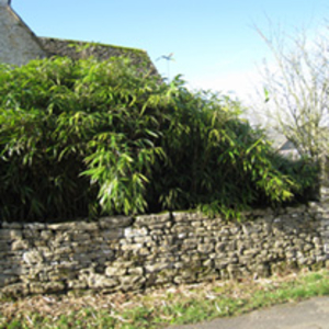 Phyllostachis bissetii Potted Plants - 120cm+ x 20
