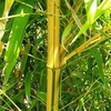 Phyllostachys Aurea