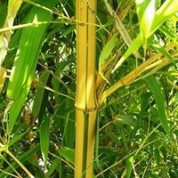 Phyllostachys Aurea