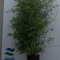Phyllostachys Bissetti