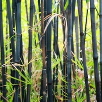 Phyllostachys Nigra