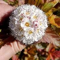 Physocarpus op. Plant - Amber Jubilee