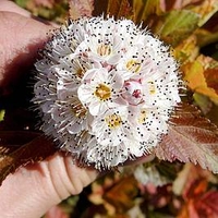 Physocarpus op. Plant - Amber Jubilee