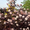 Physocarpus opu Lady in Red 12 Litre Pot x 1