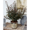 Physocarpus opulif. Plant - Little Joker®