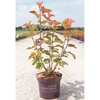 Physocarpus opulifolius Plant - Amber Jubilee