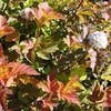 Physocarpus opulifolius Plant - Amber Jubilee