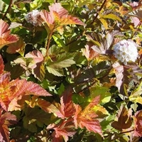 Physocarpus opulifolius Plant - Amber Jubilee