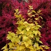 Physocarpus opulifolius Plant - Anny