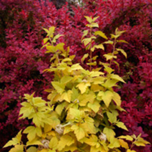 Physocarpus opulifolius Plant - Annys Gold