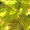 Physocarpus Opulifolius Plant - Dart