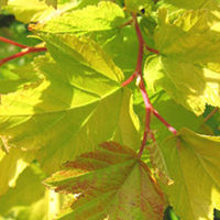 Physocarpus Opulifolius Plant - Dart