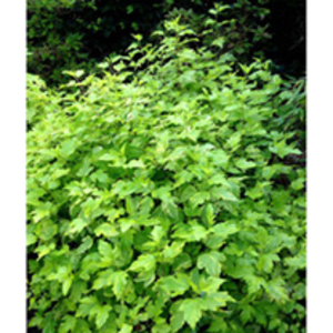 Physocarpus opulifolius Plant - Diable d