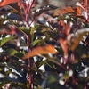 Physocarpus opulifolius Plant - Diabolo®