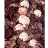 Physocarpus opulifolius Plant - Lady in Red