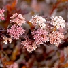 Physocarpus opulifolius Plant - Little Devil