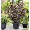 Physocarpus opulifolius Plant - Midnight