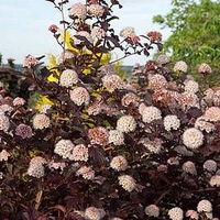 Physocarpus Plant - Lady in Red