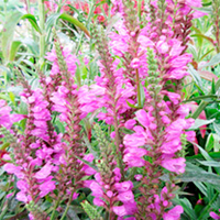 Physostegia Plant - Vivid