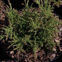 Picea abies Plant - Nidiformis
