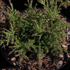 Picea abies Plant - Nidiformis
