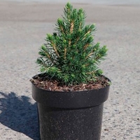 Picea abies Plant - Tompa
