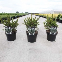 Picea abies Plant - Wills Zwerg