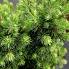 Picea glauca Plant - Biesenthaler Fruhling