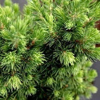 Picea glauca Plant - Biesenthaler Fruhling