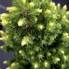 Picea glauca Plant - Rainbow