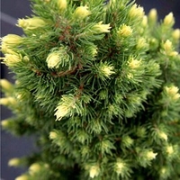 Picea glauca Plant - Rainbow