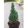 Picea glauca Plant - Zuckerhut