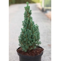 Picea glauca Plant - Zuckerhut